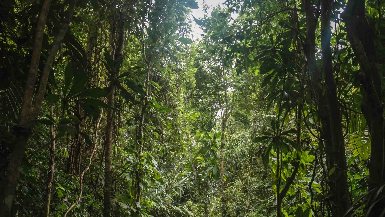 canope in the jungle of Cahuita National Park