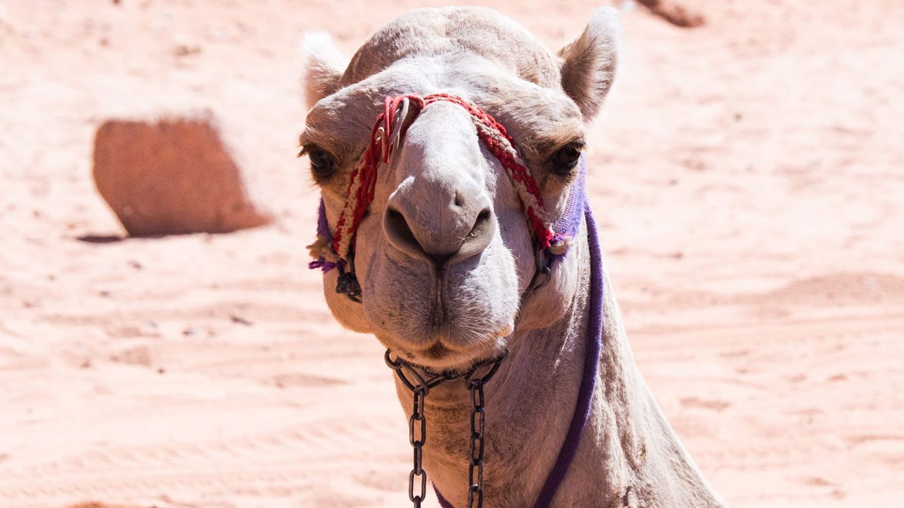 Head of th camel in the desert