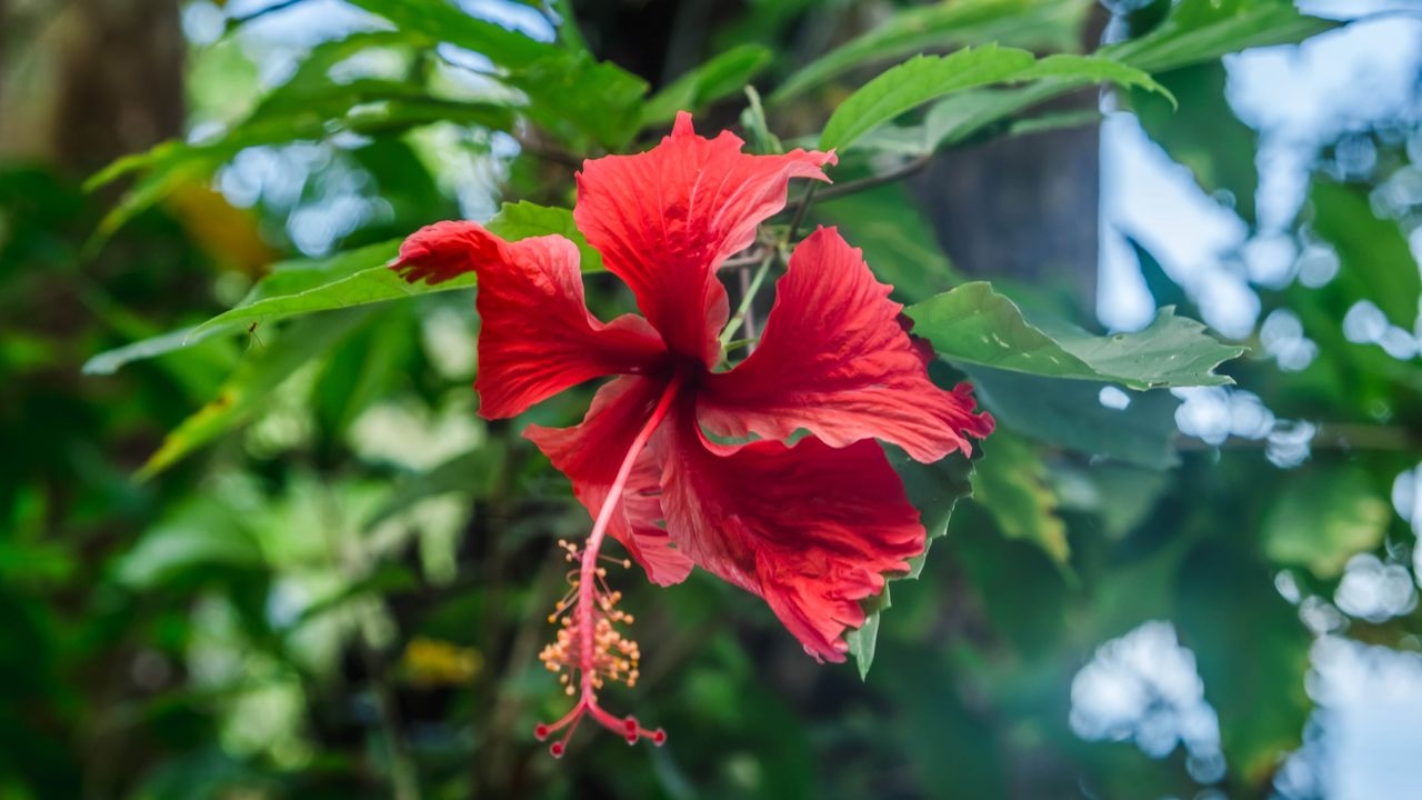 Red flower in a tree