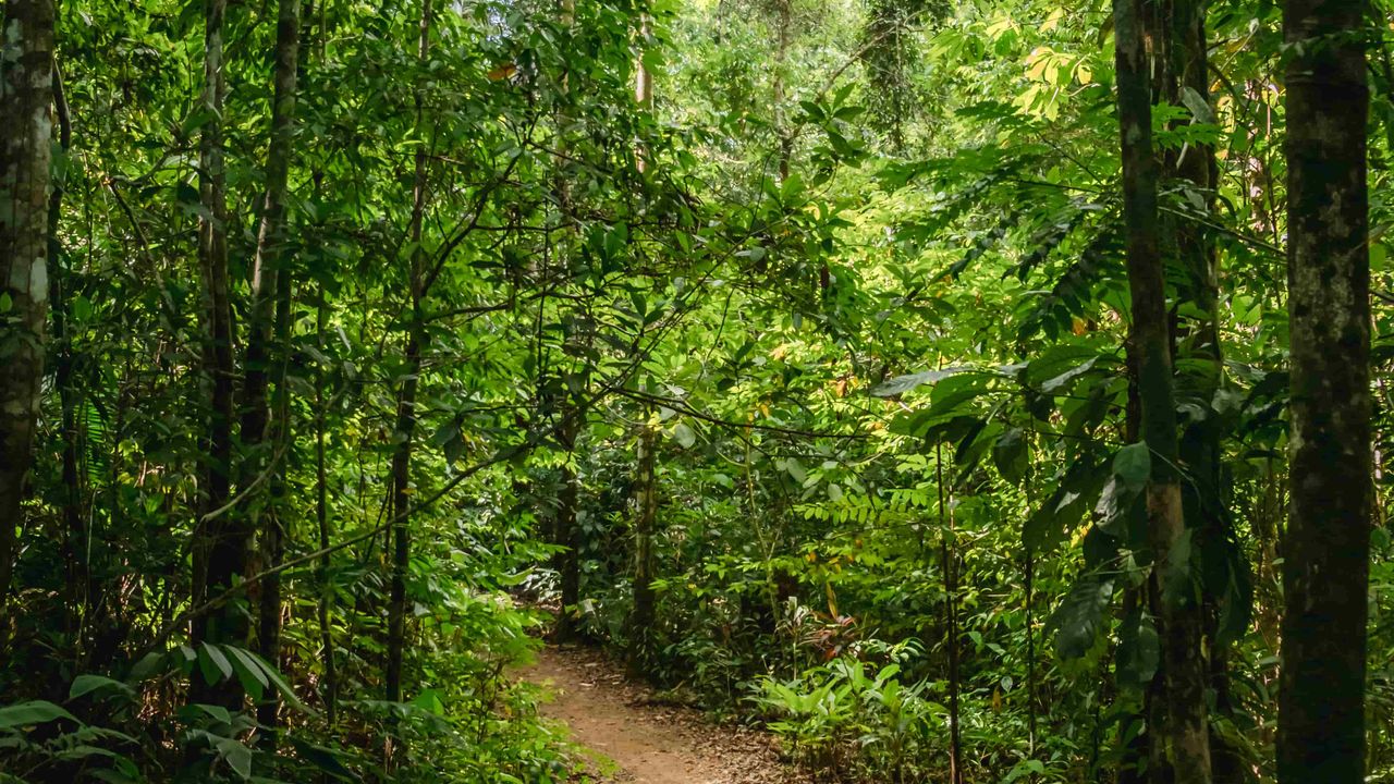 Path in the jungle