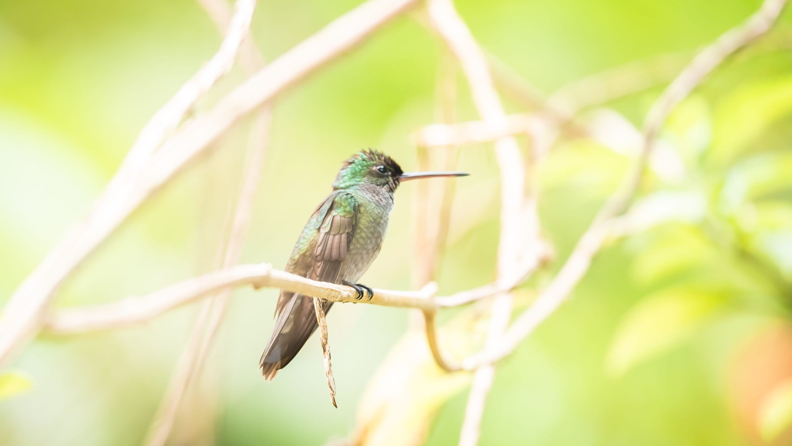 Focus on a hummingbird on a branch