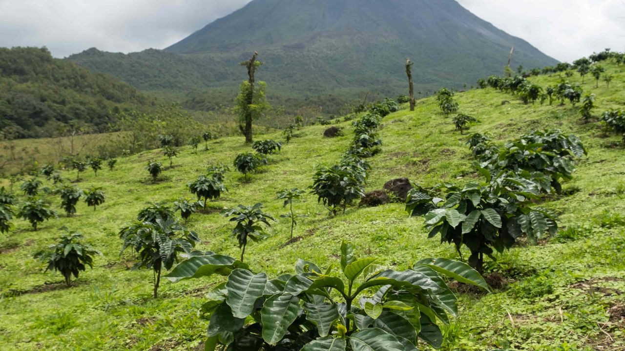 Coffee plantation and Volcano Arenal in the back