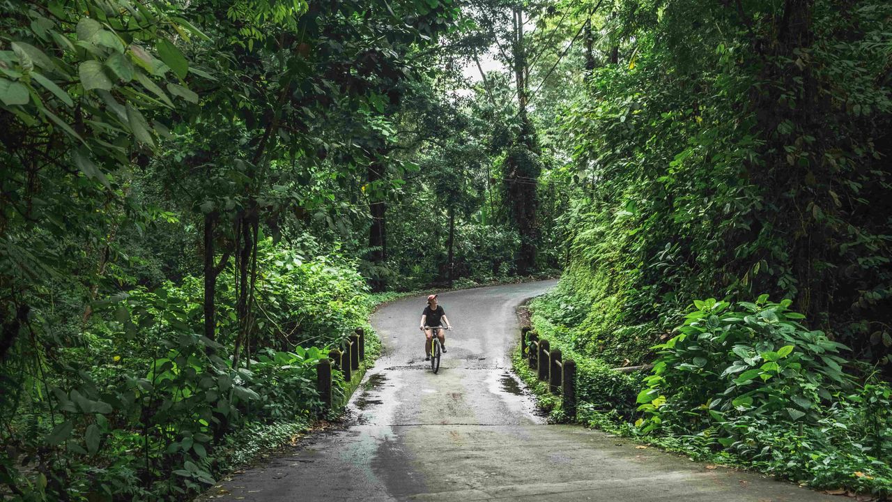 A person cycling on a wet road in between trees