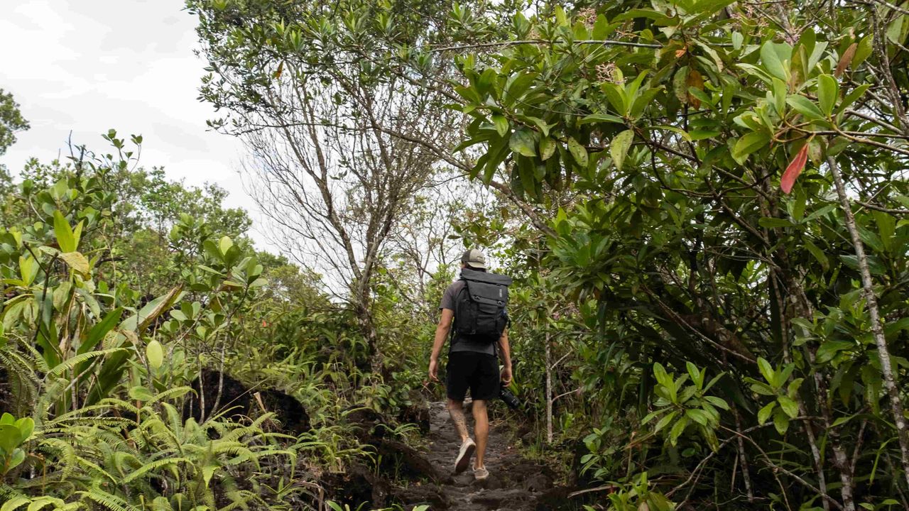 A man hiking in the rain forest