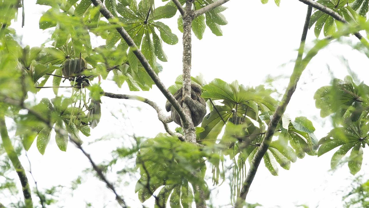 a sloth sleeping in a tree