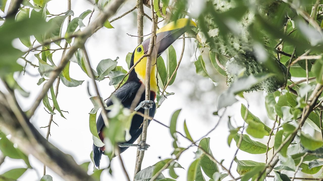 A toucan in a tree