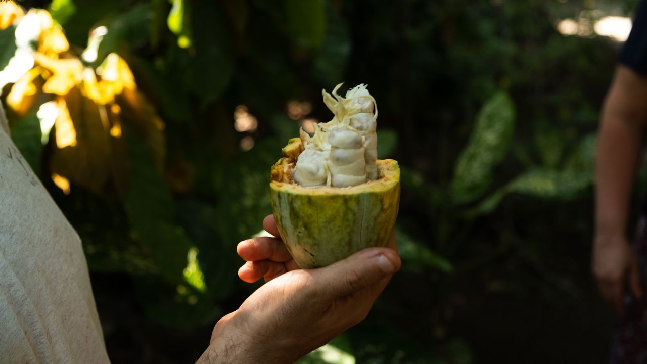 Hand holding a cacao fruit open in the jungle