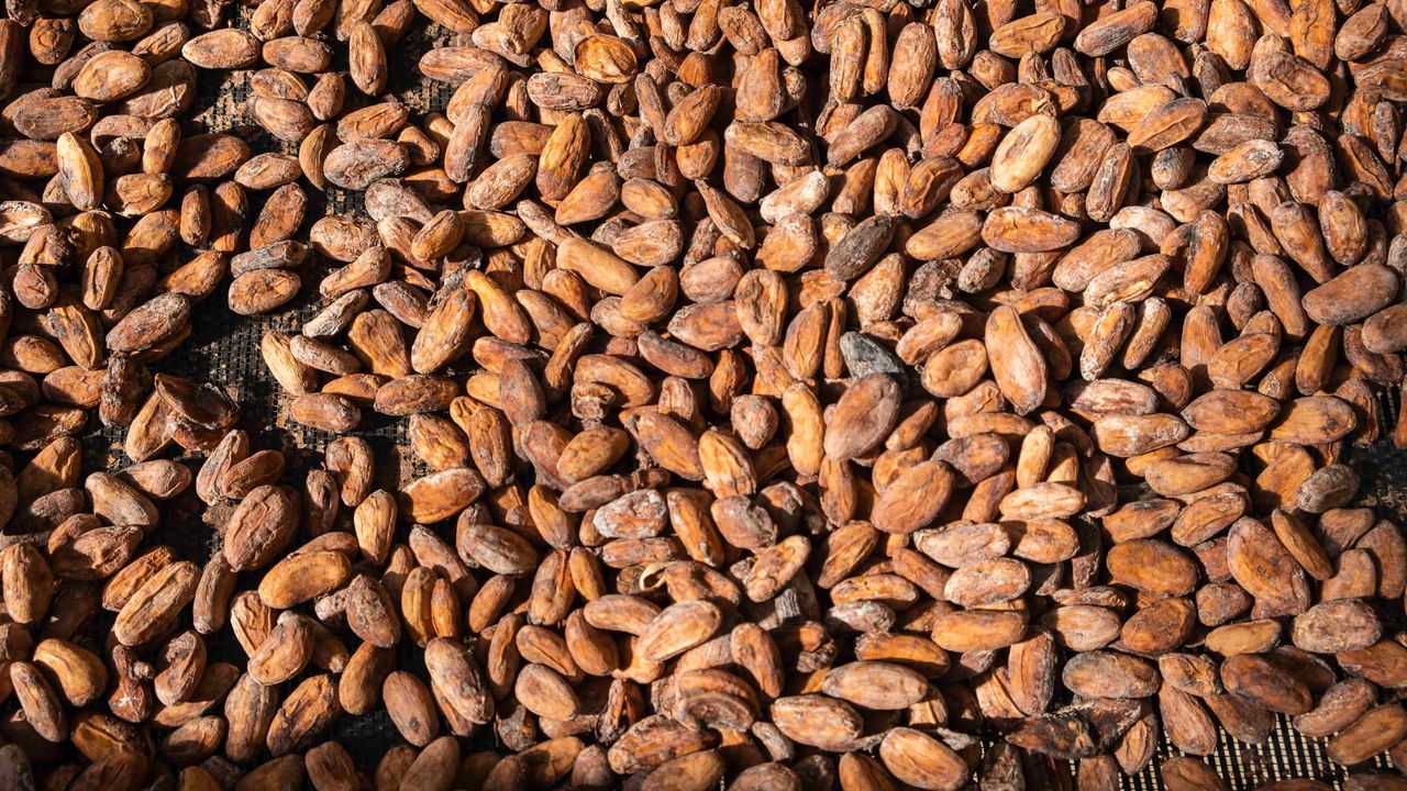 Thousands of cacao seeds