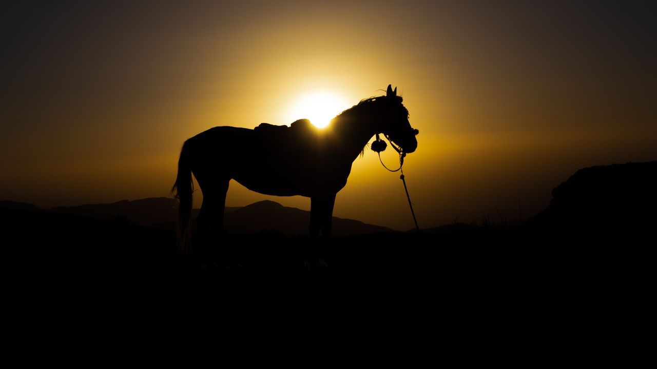 sunset with a horse