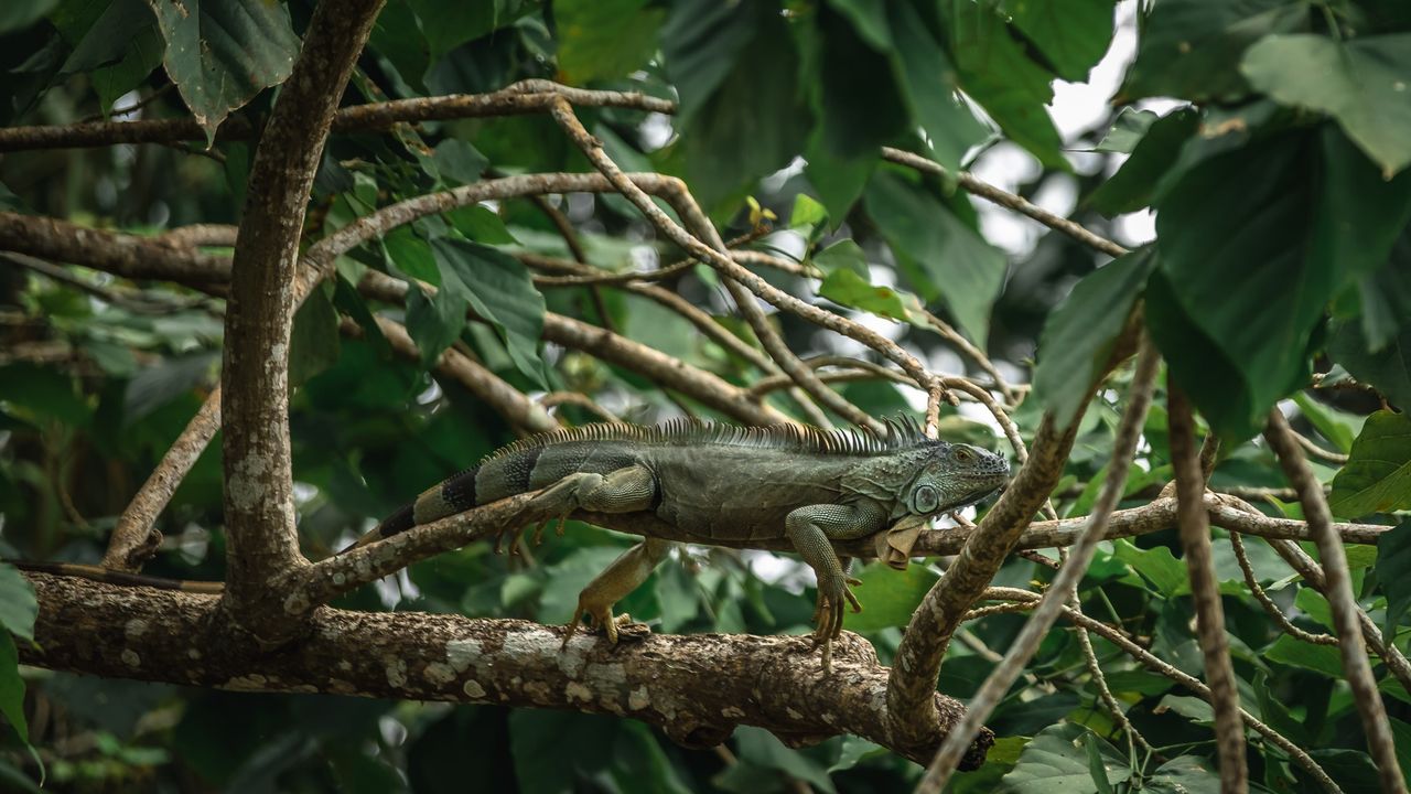 Green iguana on a branch