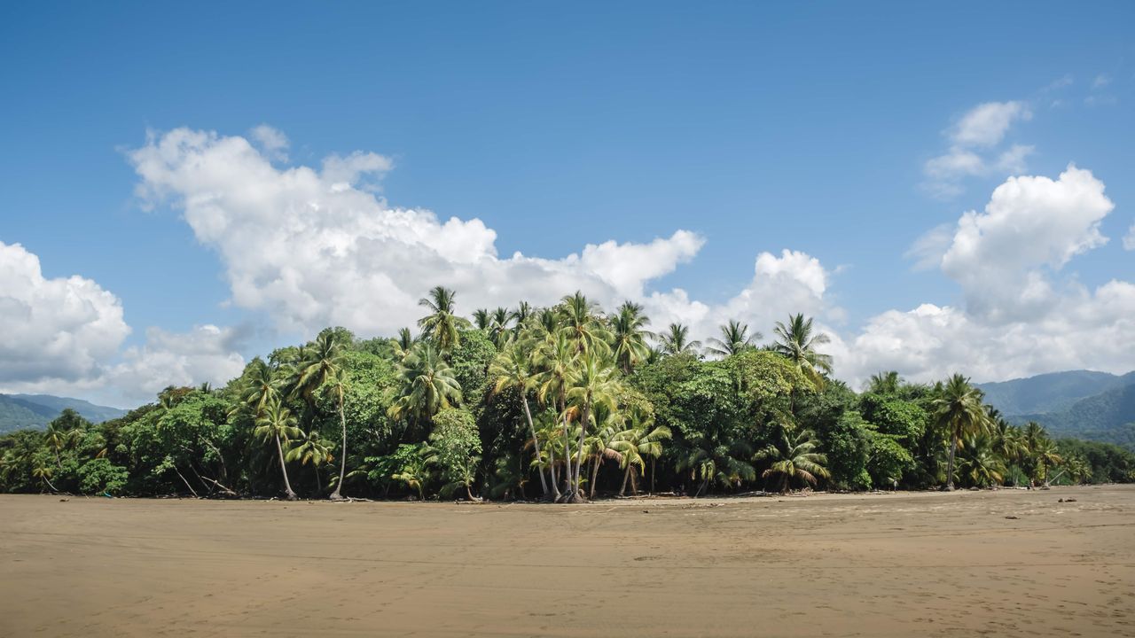 Hermosa deserted beach with many palm trees in the Marino Ballena National Park next to Uvita, Costa Rica.