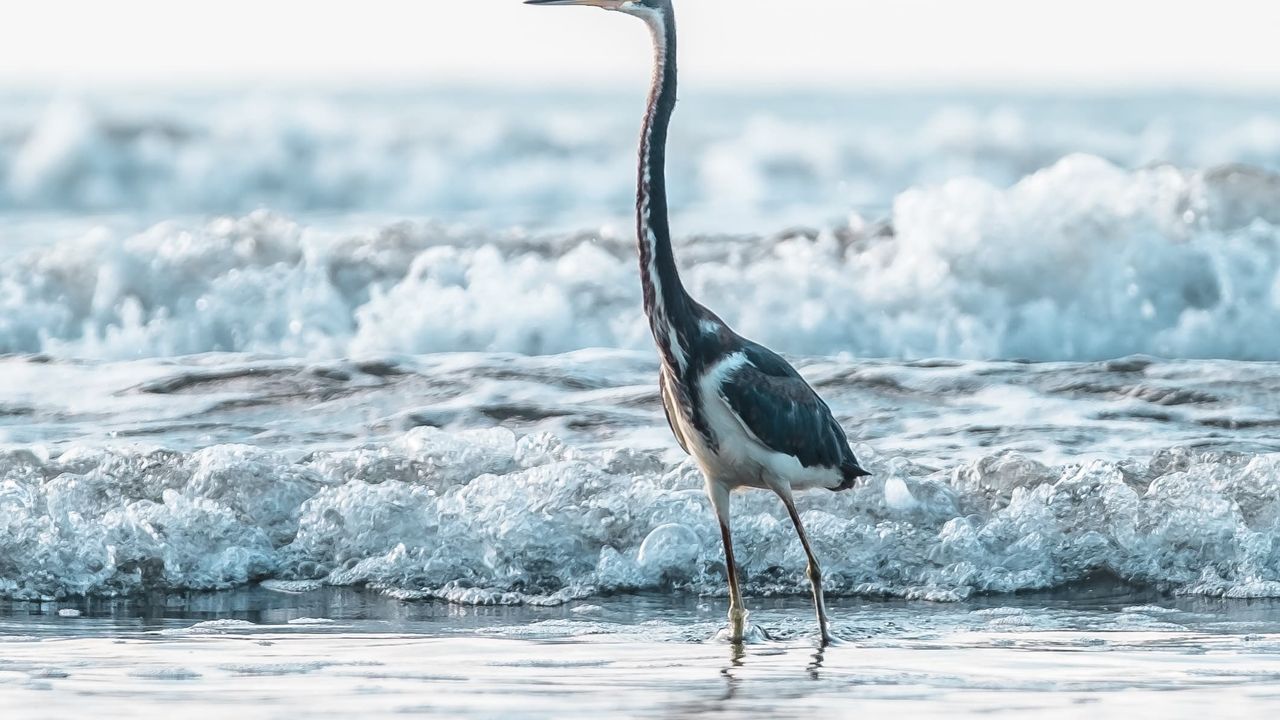 bird walking in the ocean