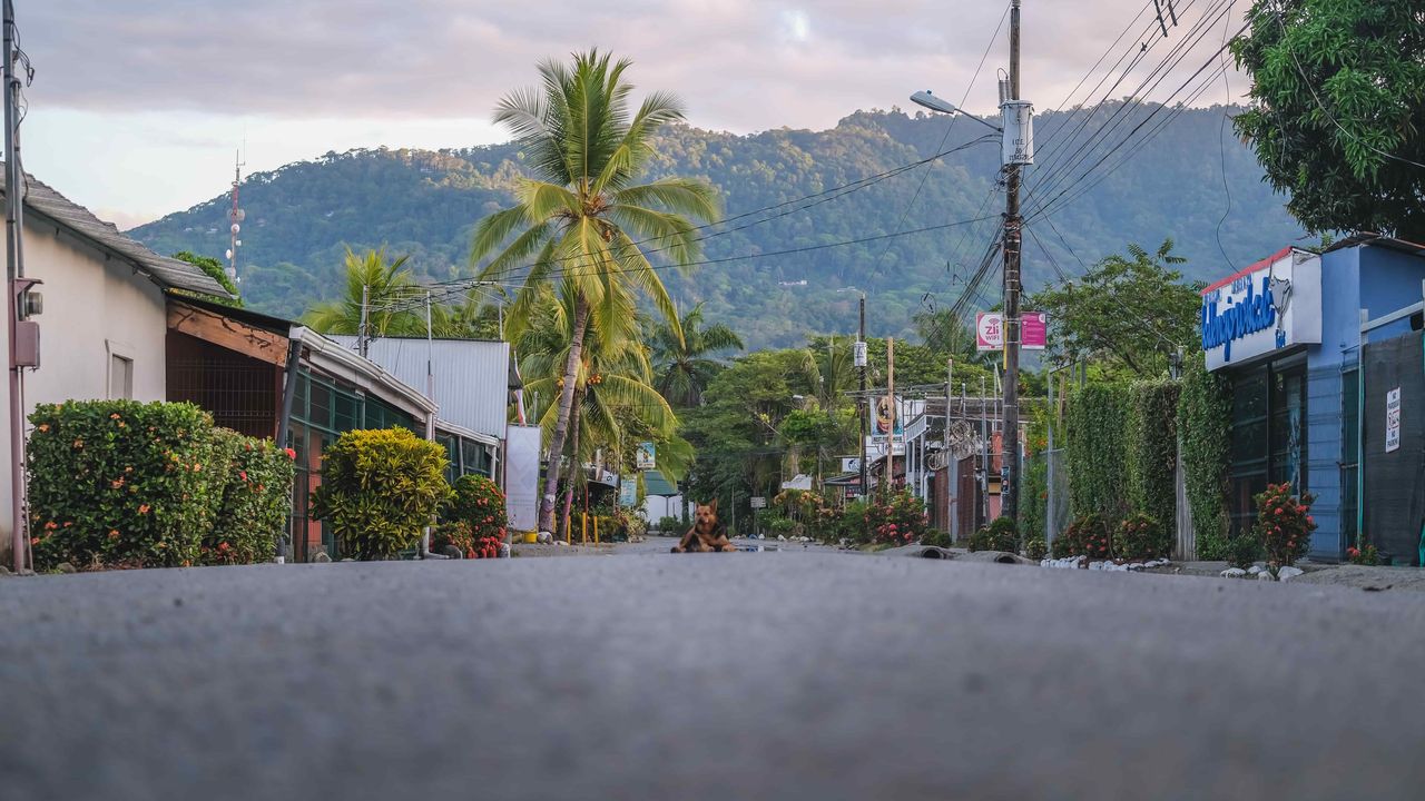 Beach town of Uvita in Costa Rica with a dog posing in the middle of the main street, jungle in the background